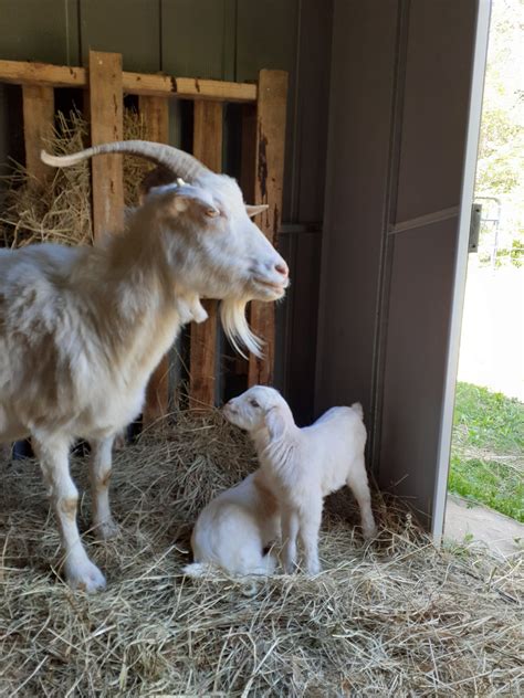 Kiko Goats - Almost Appalachian Farm