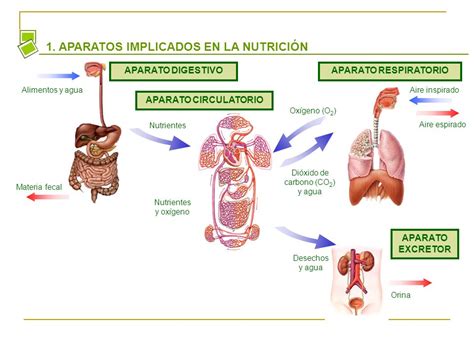 Los Super B Hos El Proceso De Nutrici N