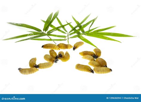 Red palm weevil larvae stock photo. Image of bamboo - 139636594