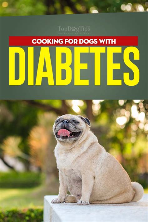 Dog Diabetes Diet: What to Feed a Diabetic Dog?