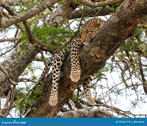 Low Angle Shot Of A Leopard Hanging On A Tree In The African Savannah