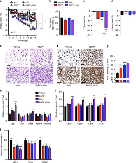 Icilin And DMPP Reverse Obesity And Increase BAT UCP1 At Thermoneutral