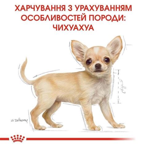 Сухий корм Royal Canin (Роял Канін) Chihuahua Puppy з м'ясом птиці для ...