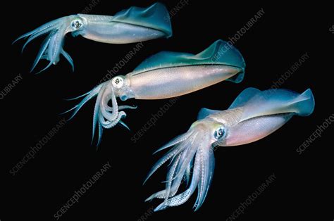 Bigfin Reef Squid Stock Image C Science Photo Library