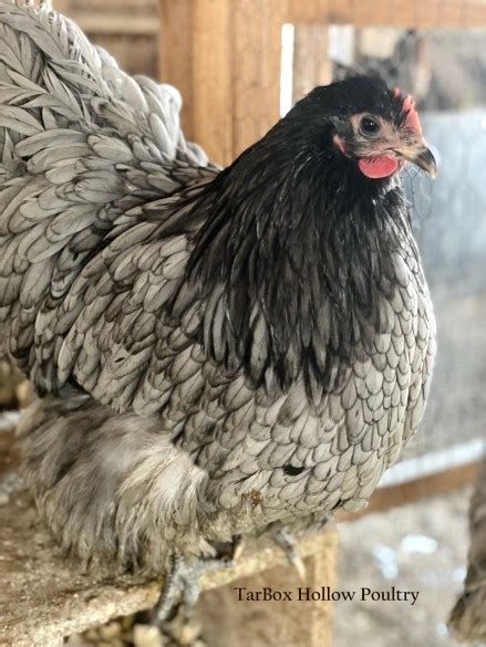 English Blue Black And Splash Orpington Chicks Tarbox Hollow Poultry