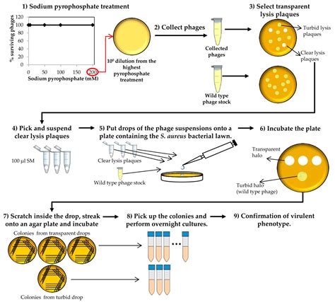 Mps Free Full Text Practical Method For Isolation Of Phage Deletion