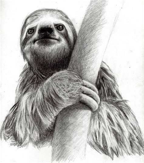 Sloth Face Drawing at PaintingValley.com | Explore collection of Sloth ...