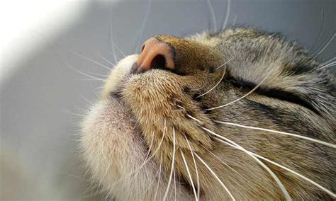 Cat Whiskers Head And Mouth Understanding Your Cats Body Language