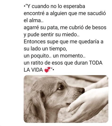 Pin De Paula Acosta En Vida Perros Frases Amor De Perro Amor