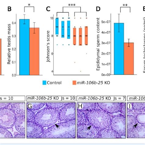 Testicular Phenotype And Fertility Of Microrna Mir B Ko Mice