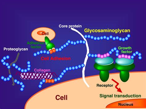 Preparation Of Glycosaminoglycans Glycoscience Protocol Online Database