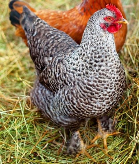 French Cuckoo Maran | Laying chickens, Laying chickens breeds, Egg ...