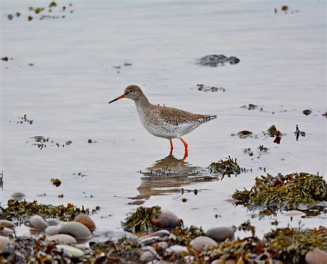 Redshank Montrose Basin Species Database