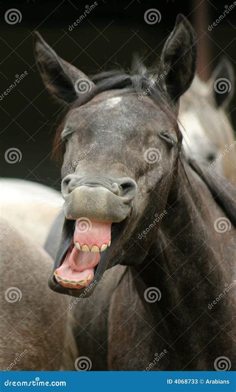 The funny horse stock image. Image of silly, animal, face - 4068733