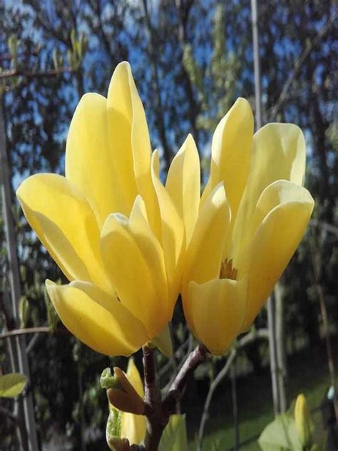 Oderings Garden Centres Deciduous Tree Magnolia Koban Dori