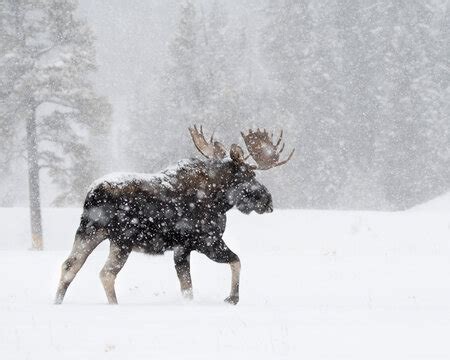 Moose Snow Images – Browse 23,390 Stock Photos, Vectors, and Video | Adobe Stock