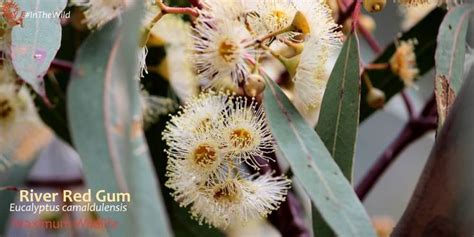 River Red Gum Flowers Eucalyptus Camaldulensis You Yangs The Lovely Cream Flowers Of River