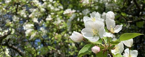 Яблоневый сад | Загородный клуб «Яблоневый сад» - это сочетание ...
