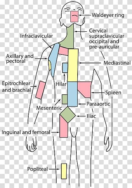 Iliac Lymph Nodes