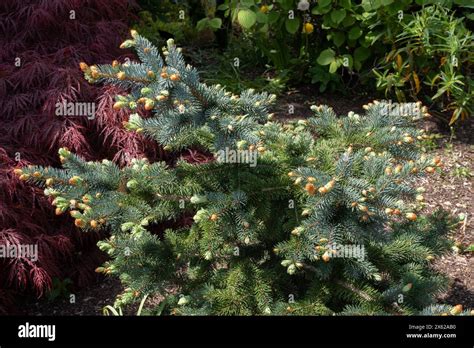 Picea Pungens Glauca Group Hi Res Stock Photography And Images Alamy