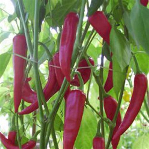 Ají Colorado Picante Capsicum annuum semillas