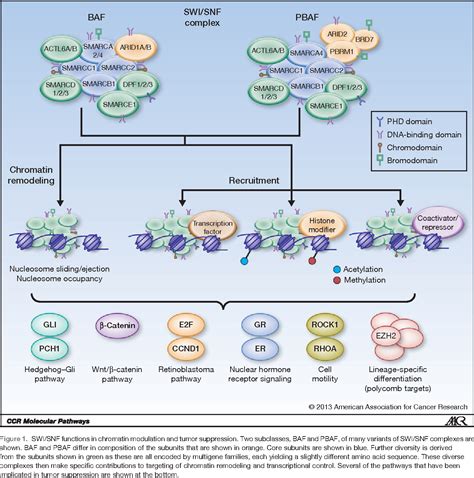 Figure 1 From Molecular Pathways Molecular Pathways SWI SNF BAF