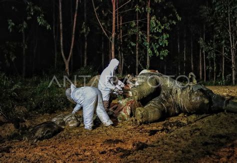 GAJAH SUMATERA DITEMUKAN MATI DI RIAU ANTARA Foto