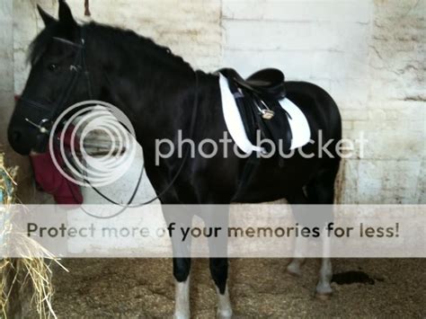 Black Horse With White Star | Amazing Wallpapers