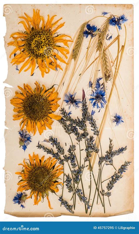 Dried Flowers On Aged Paper Sheet Herbarium Of Sunflowers Corn Stock