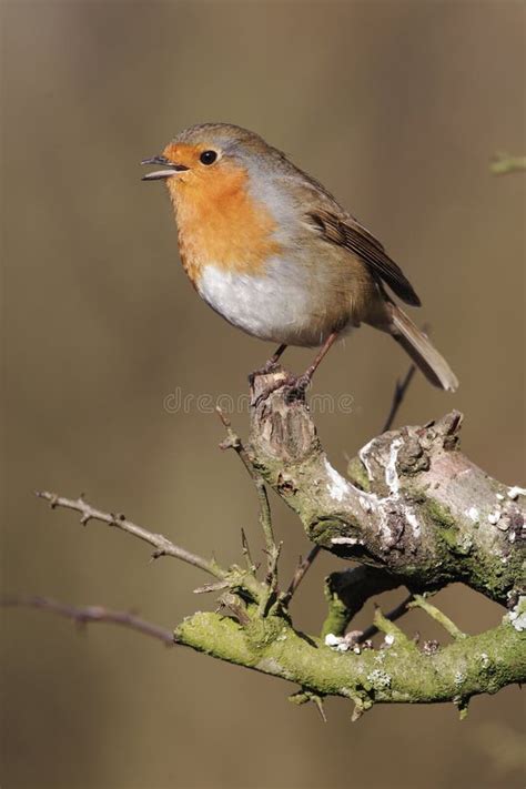 Singing Robin bird stock photo. Image of robin, nature - 18225940