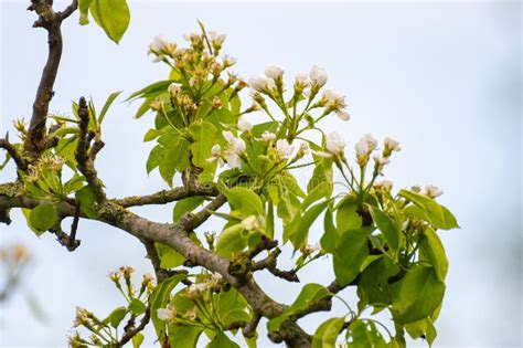 Organic Farming In Netherlands Rows Of Blossoming Pear Trees On Fruit