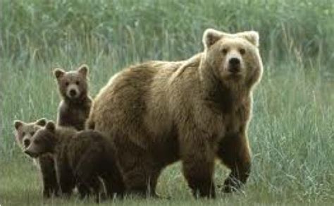 Mother Bear Protecting Her Cubs Animali Carini Animali Selvaggi