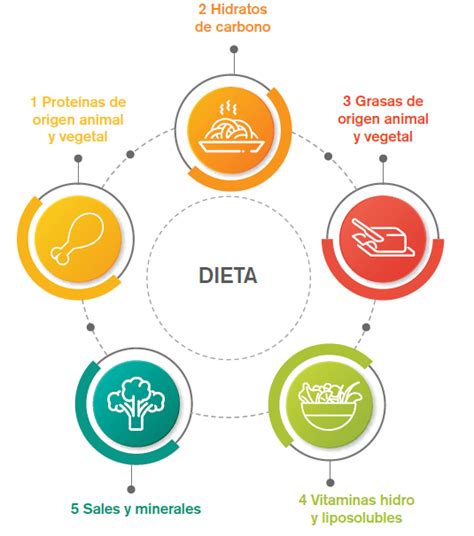 ¿qué Es Una Dieta Balanceada Alimentación Balanceada