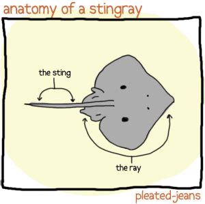 Stingray Anatomy Diagram