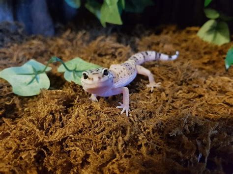 Leopard gecko hatchlings | in Swindon, Wiltshire | Gumtree