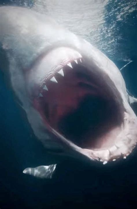 Astonishing Video Shows Megalodon Shark Attacking Ship And Breaking It In Half Daily Star