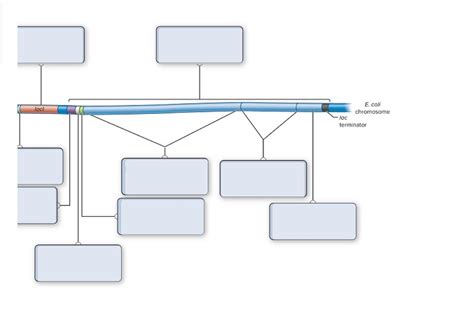 Solved Required Information The Lac Operon Consists Of A Chegg