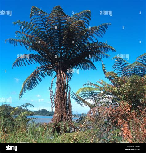 Tree Fern (Dicksonia sp.) plant Stock Photo - Alamy