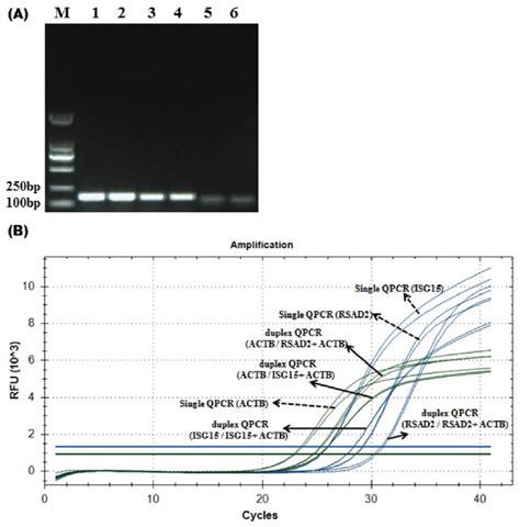 Amplification Plots For Single And Duplex Fluorescence Quantitative Pcr