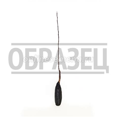 Яблоня карликовая Осеннее низкорослое' из каталога Плодовые деревья и ...