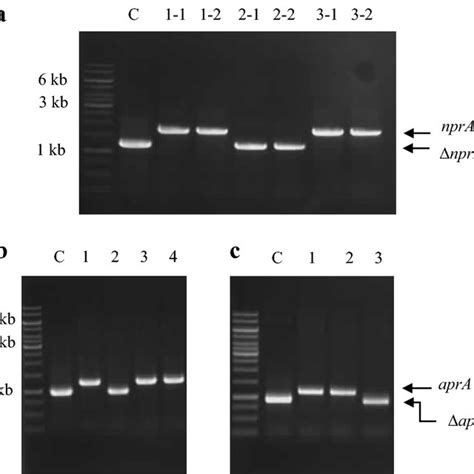 Screening For Crispr Cas9 Mediated Gene Modification A Pcr Of Npra