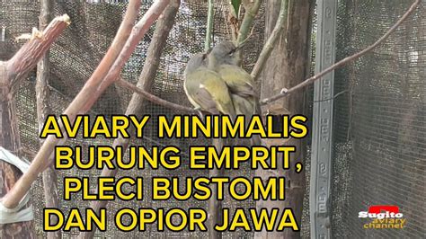 Aviary Minimalis Burung Emprit Pleci Bustomi Dan Opior Jawa