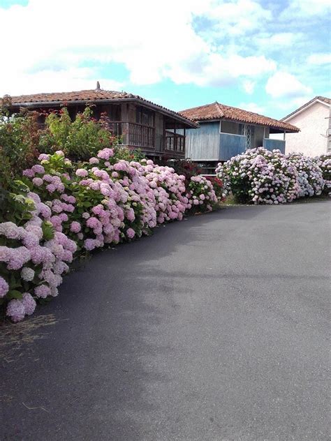 Caminos Y Senderos Españoles Hortensias Camino A La Calea RanÓn