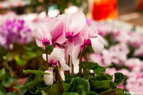 Cyclamen Flower Meaning And Symbolism Of Each Color Florgeous