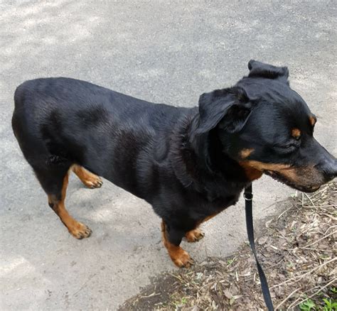 Heartbroken dog owner urges caution after dog attack | B31 Voices