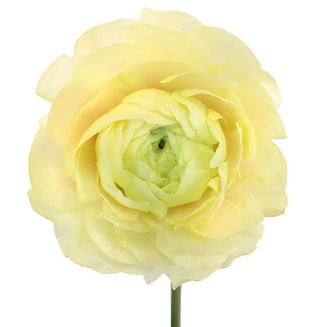 Buy Wholesale Champagne Italian Cloony Ranunculus In Bulk Fiftyfl