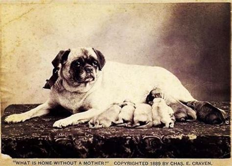 19th century Pugs, 2. Photos – Pug Dog Passion