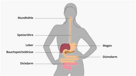 Verdauung Und Stoffwechsel