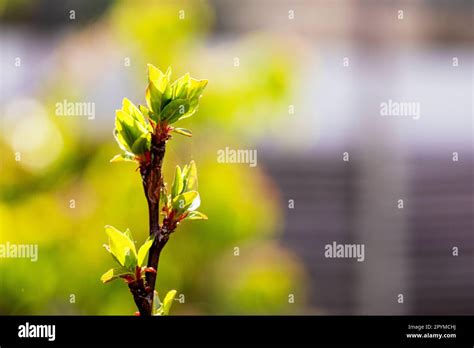 Apricot Seedling Spreads Leaves On A Light Background Gardener