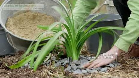 Diviser Et Multiplier Les Agapanthes Agapanthe Conseils De Jardinage